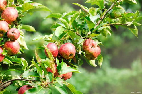 多維度分析院子里種什么果樹好及常見果樹推薦