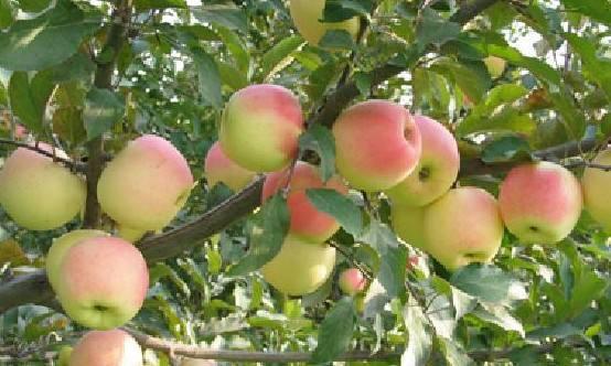 果樹膨果上色期施肥指南